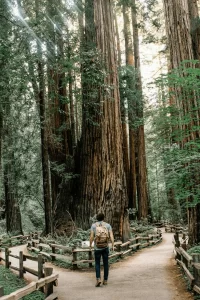 a man walking through the redwood forest standing on a pathway split in two directions around trees