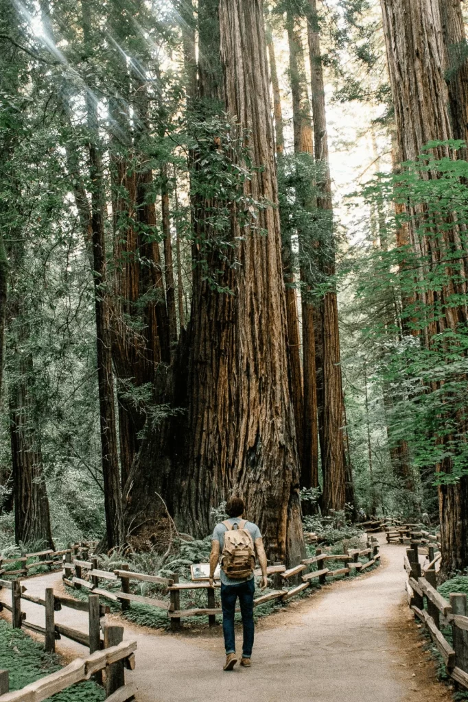 a man walking through the redwood forest standing on a pathway split in two directions around trees
